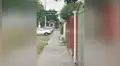 Perro escapa de su casa para visitar a su ‘pareja’ y trepa una pared para lograr su cometido [VIDEO]