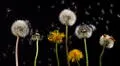 Diente de león: ¿cuál es la leyenda detrás de soplar esta flor y pedir un deseo?