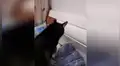 Madre ‘le ordena’ a su perro que despierte a su hijo y este tiene una inesperada acción [VIDEO]