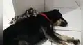 Perro ‘adopta’ a zarigüeyas que sobrevivieron al incendio y las cuida como sus crías [VIDEO]