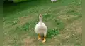 Pequeño ganso se emociona al ver a un hombre que siempre lo visita [VIDEO]
