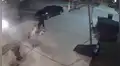 Perro se niega a entrar a su casa y protagoniza 'pataleta’ en la vía pública [VIDEO]