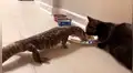 Gato se convierte en el ‘mejor amigo’ de un lagarto y protagonizan curiosa escena [VIDEO] 