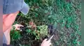 Familia halla a pájaro con el pico enganchado en una rama y decide ayudarlo