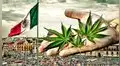 México: Empresarios se preparan para el “boom” de la industria del cannabis