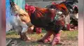 Encuentra gallo con patas de ‘dragón’ y entristece al saber el secreto de su extraño aspecto [VIDEO]