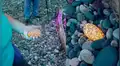Facebook: hombre descubre extrañas piedras que se iluminan en una playa de Estados Unidos [VIDEO]