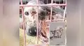 Adopta a perro callejero con sarna, lo cura y ahora luce diferente