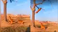 Pastor alemán realiza increíble salto para atrapar pelota atascada en un árbol [VIDEO]