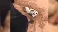 Cachorro conmueve a todos al ayudar a su dueño y sus amigos con inesperada acción [VIDEO]