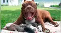YouTube viral: perro pitbull recibe maltratos de un travieso mono y le responde de insólita forma [VIDEO]