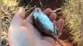 Hombre encuentra a ratón moribundo en un desierto y hace lo imposible para salvar su vida [VIDEO]