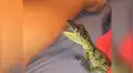 Pequeño cocodrilo muerde el brazo de un joven y ocurre lo inesperado [VIDEO]