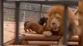 Furor por la reacción de un león ante dos valientes perritos 'salchicha’ [VIDEO]