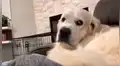 Juguetón perro tiene inesperada reacción cada vez que su dueña deja de acariciarlo [VIDEO] 