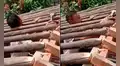Construía un techo de madera y su cabeza queda atrapada entre los troncos