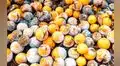 Más de US$ 130 millones en fruta podrida que se dejó de exportar debido a protestas sociales