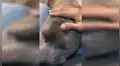 Perro tiene conmovedor gesto con su dueño para que lo perdone por haber roto su ventilador [VIDEO]