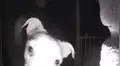 Perro toca timbre de su casa a las 2 AM, ya que se quedó afuera por travieso [VIDEO]