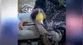 Joven ruso usa como martillo una fruta congelada a -53 °C y resultado de experimento asombra a todos [VIDEO]