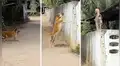Perro escapa de su vivienda y es pillado tratando de saltar cerca para volver [VIDEO]