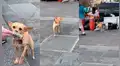 Músico callejero termina de tocar y perro recolecta dinero de todos los presentes [VIDEO]