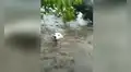 Perro cae a una devastadora inundación y joven le salva la vida