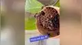 Joven registra durante 7 días cómo unas avispas crean su panal y el resultado sorprende [VIDEO]