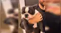 Joven demuestra la tierna reacción de su perro cuando le habla de manera cariñosa [VIDEO] 