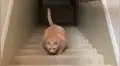 Facebook: gato con sobrepeso trató de subir las escaleras y ocurrió lo impensado