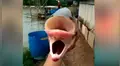 Pescador queda aterrado al descubrir extraña criatura con dos bocas en misterioso río [VIDEO]