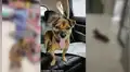 Perro sigue esperando el regreso de su dueño que falleció hace 3 meses por culpa del COVID-19 [FOTOS]