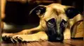 El desolador desenlace de una perrita que viajaba sola en un bus conmueve a miles [VIDEO]