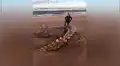 Misterioso esqueleto gigante es hallado en una playa y miles quedan desconcertados al no saber qué es [FOTOS]