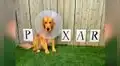 Perro usa un cono y su dueña le crea un diseño por día durante dos semanas 