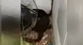 Gigantesca pitón regurgita a dragón de komodo y reptil sale ileso del letal ataque [VIDEO] 
