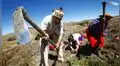 Proponen entregar bono de 1.000 soles para agricultores durante estado de emergencia