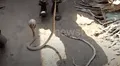 Hambrienta serpiente devora a otra, hombre la obliga a regurgitar y el final es desolador [VIDEO]