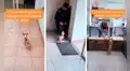 Perro acompaña a su dueña al trabajo todos los días y alegra a las personas con su reacción [VIDEO] 