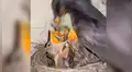 YouTube viral: Mamá pájaro le da cruel lección a su polluelo más 'hambriento' [VIDEO]