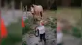 YouTube viral: captan a bebé domando a un caballo y la reacción de este sorprende a todos [VIDEO]