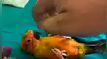 Creyó que sus loros habían ‘muerto’, se acerca y nota insólito secreto [VIDEO]