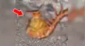 YouTube viral: halla extraña criatura retorciéndose de dolor en la tierra y queda impactado al descubrir qué es [VIDEO]