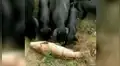 Cerdos se unen para empujar al agua a un moribundo pez y le salvarle su vida [VIDEO]