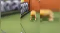 Perro mete una pelota en el hoyo de golf para ayudar a su dueño y lo celebran juntos [VIDEO] 