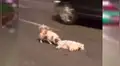 Perro se niega a abandonar a su amigo atropellado y se queda a su lado por tres horas [VIDEO]
