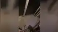 Perro intenta ahuyentar a una serpiente para salvar a su familia del peligro [VIDEO]