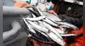Segunda temporada de pesca de anchoveta es autorizada en la Zona Norte - Centro del país