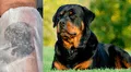 Se hace tatuaje con el rostro de su perro fallecido y el resultado enternece a miles [VIDEO]