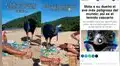 Turistas juegan con ave australiana sin saber que es la más peligrosa y mortal del mundo